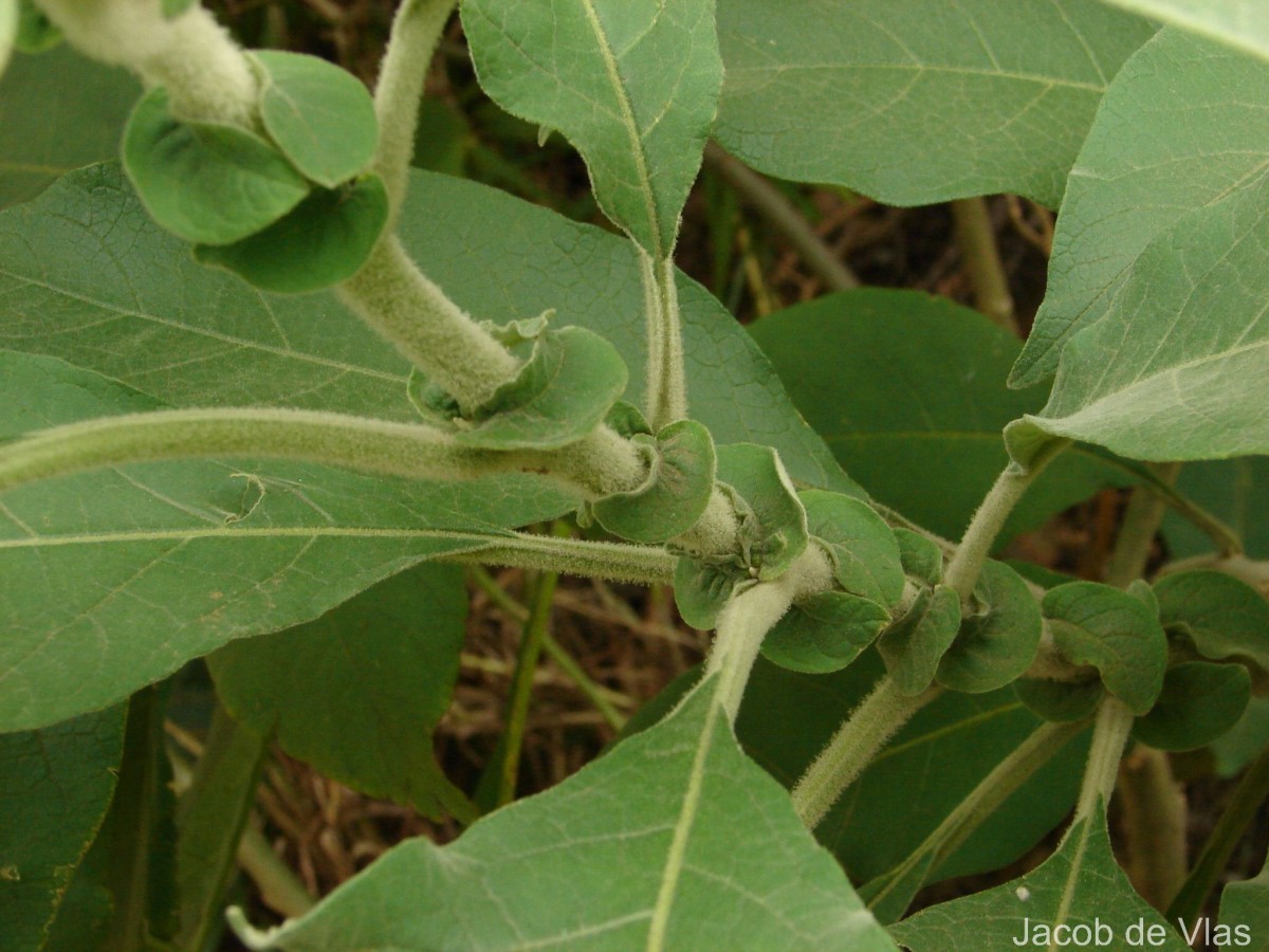 Solanum mauritianum Scop.